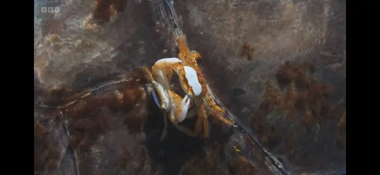 Columbus crab (Planes minutus) as shown in Planet Earth III - Ocean